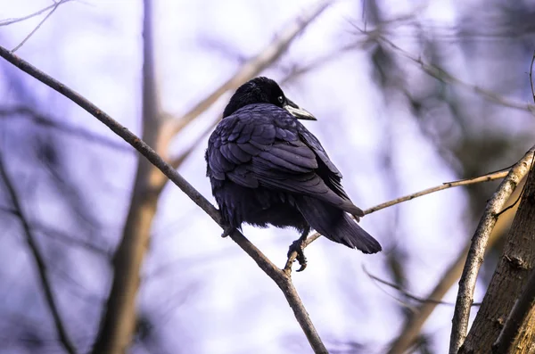 Kouzelná fotka ptáka na větvi, věž se připravuje k letu v lese — Stock fotografie