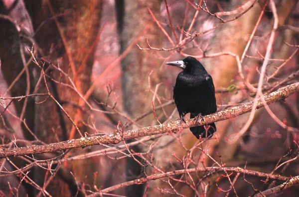 Mystisk bild av en vild torn fågel på en röd bakgrund sitter på grenar i skogen — Stockfoto