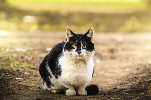 Ritratto di un bellissimo gatto bianco e nero bicolore con gli occhi verdi al centro della cornice seduto a guardare la macchina fotografica — Foto Stock