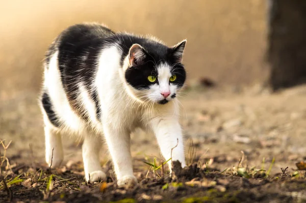 Egy kóbor macska betonon és gyönyörű meleg fényben a kamerába megy, egy hűvös állat. — Stock Fotó