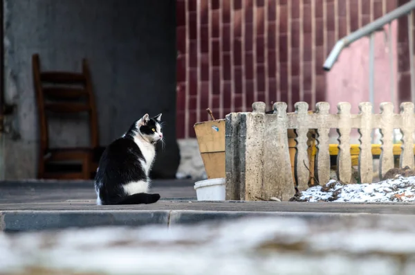 Um gato solitário vadio senta-se perto da entrada, uma triste foto de um animal sem casa — Fotografia de Stock