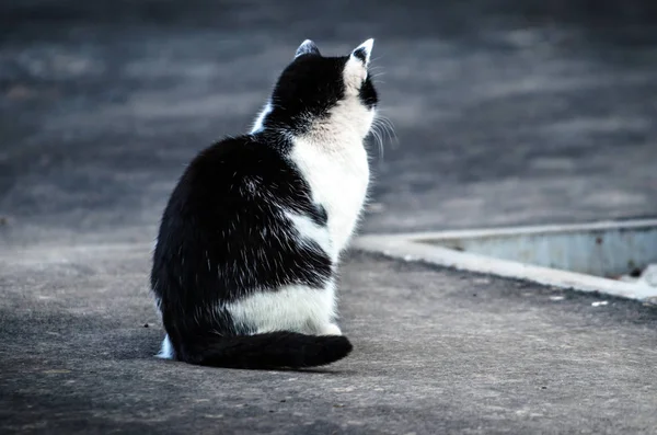 Um gato solitário vadio senta-se no pavimento, uma triste foto de um animal sem casa — Fotografia de Stock