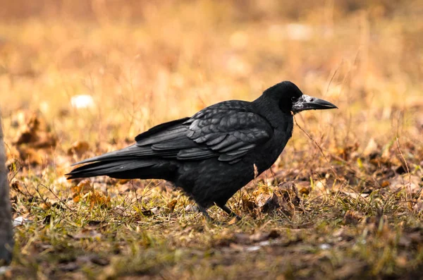 Rook on earth looking for food, a sharp exponential and illustrative frame of a bird — Stock Photo, Image