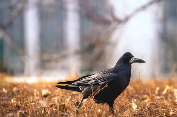 Un pájaro de torre corre en algún lugar sobre un hermoso fondo, la foto está enfocada y afilada —  Fotos de Stock