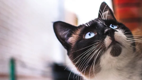 Sorpreso gatto è in piedi su un mattone dall'esterno del davanzale della finestra, nevica, banner foto ritratto — Foto Stock