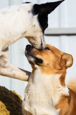 A cute photo of two dogs, welsh corgi and basenji who kiss and make a boop