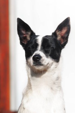 Stylish and minimalistic photo of a proud basenji dog, portrait on a simple background
