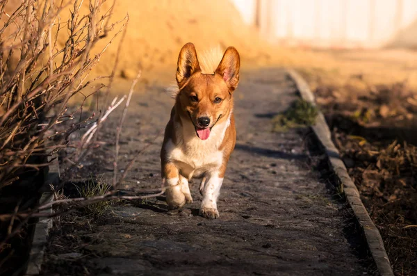 Welsh Corgi Pembroke running along a sunny path in the backyard, full length portrait, funny dog — ストック写真