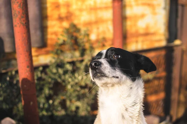 Retrato de emoción de un perro basenji en el patio trasero en un día soleado — Foto de Stock