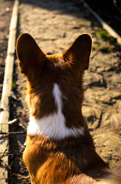 Beautiful silhouette of a welsh corgi dog in the sunset light in the backyard — ストック写真