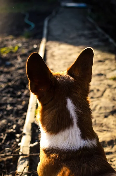 Piękna sylwetka walijskiego psa corgi w świetle zachodu słońca na podwórku — Zdjęcie stockowe