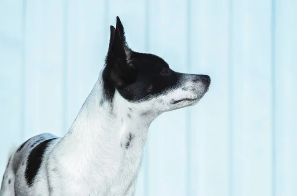 Foto minimalista de um cão em um fundo azul pálido, basenji no perfil — Fotografia de Stock