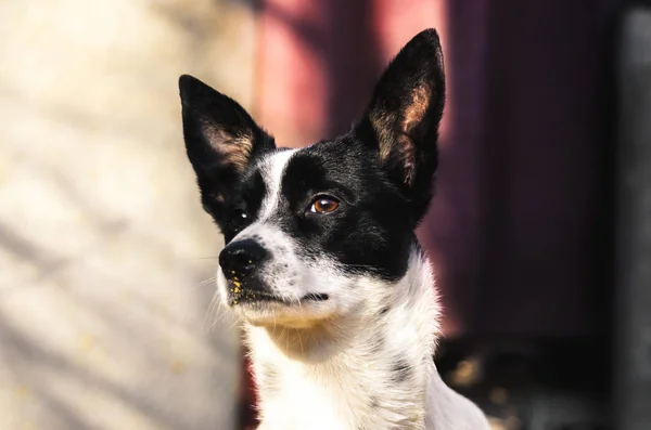 一张美丽的、史诗般的狗的照片，一幅后院放着凉爽灯光的巴森吉人的画像 — 图库照片
