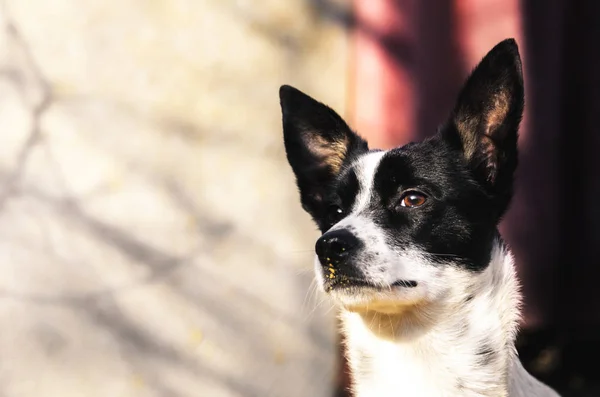 Красивая и эпическая фотография собаки, портрет басэндзи на заднем дворе с прохладным освещением — стоковое фото