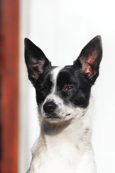 Foto elegante e minimalista de um cão basenji orgulhoso, retrato em um fundo simples — Fotografia de Stock