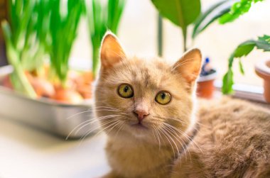 Beautiful and little ginger kitten lies on the windowsill, portrait