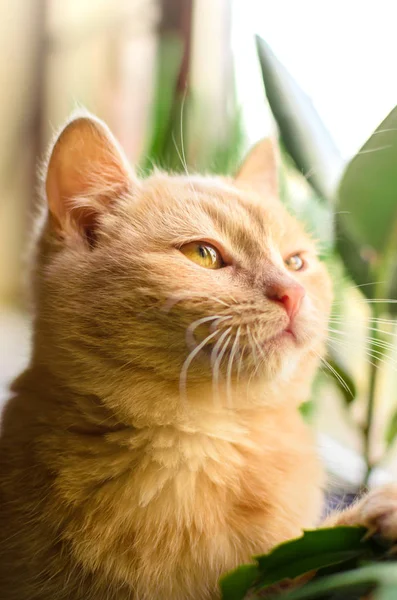 Mooie en kleine gember kitten staat op de vensterbank, professionele portretfoto — Stockfoto