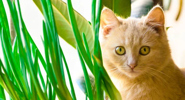 Mooie en kleine gember kitten op de vensterbank tussen het groen, foto in de vorm van een spandoek, warme tinten — Stockfoto