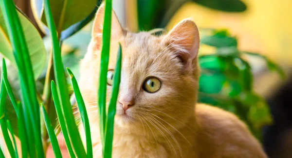 Gyönyörű és kicsi gyömbér cica az ablakpárkányon között a növényzet, fénykép formájában egy banner, meleg hangok — Stock Fotó