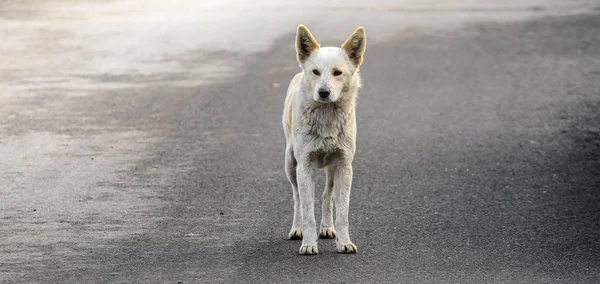 全长被遗弃的流浪狗，在潮湿的路面上混血，以横幅的形式照相，野生动物的问题 — 图库照片