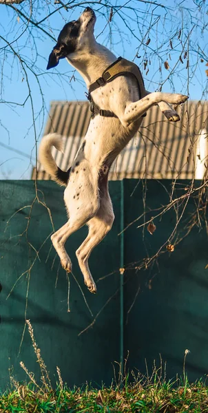Hund auf einem Hügel bei einem Sprung, Studium eines komplexen Teams, illustratives Foto eines Basenji — Stockfoto