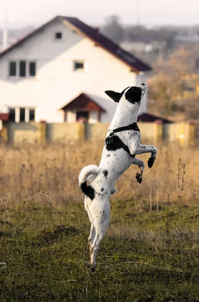 Hund auf dem Feld in springender Pose, Studium eines komplexen Teams, illustratives Foto von Basenji — Stockfoto