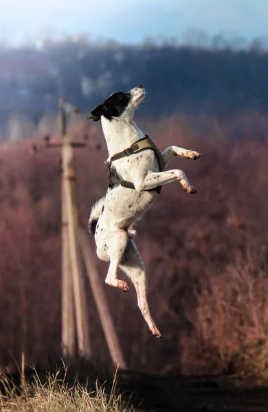 Hoppende hund på bakgrunn av nydelige lilla planter, studiet av komplekse lag, fullengdes basenji – stockfoto