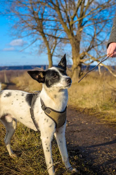 A dog on a country road in a field looks at the stick that the owner gives her, basenji