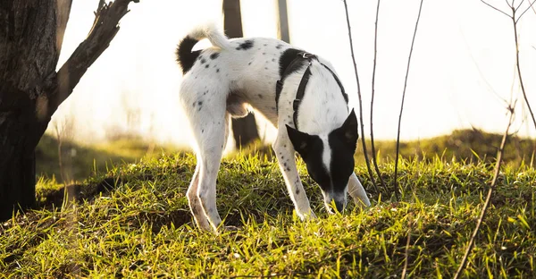 A dog stands on a hill and sniffs grass, found something, banner photo of interested dog