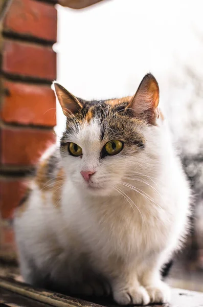 Homeless cat in cold weather, sitting on a brick windowsill, portrait of calico — Stock Photo, Image