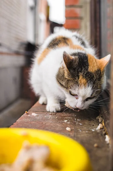 Bezdomny kot je mięso, samotny i zły — Zdjęcie stockowe