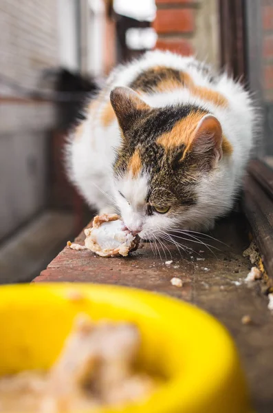Homeless calico cat is fed by good people