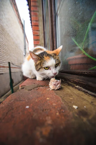 Egy hajléktalan macskát etetnek, egy szomorú képet egy széles látószögű lencsén. — Stock Fotó