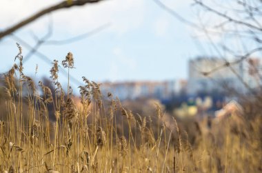 Spikeletler kapanıyor, ufukta evler beliriyor.