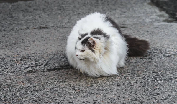 Bardzo puszysty duży bezpański kot jak piłka bez łap na chodniku — Zdjęcie stockowe