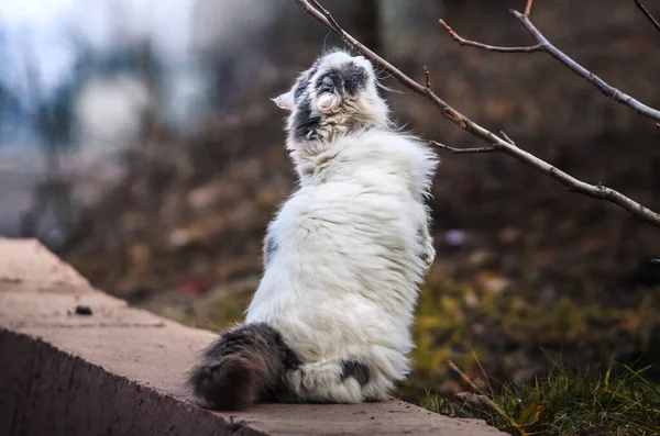 A fluffy big cat stands on two paws and sniffs a branch