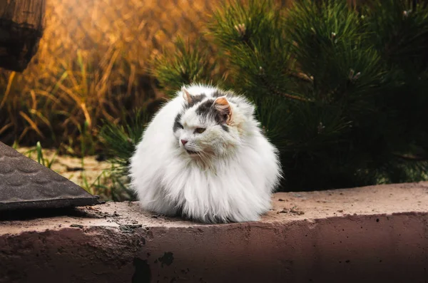 足の見えないボールのような大きなふわふわの猫は、明るい飽和背景に座っています — ストック写真