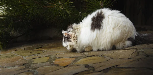 Fluffy cat sniffing something on the tile, looking for food near country houses