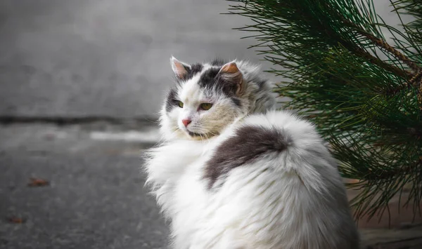 Gri asfalt bir arka planda yarım dönüşlü portrede pofuduk kedi — Stok fotoğraf