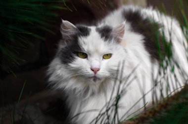 Büyük tüylü kedi, ladin iğneli portre.