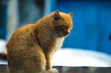Kırmızı köy kedisi mavi arka planda, evin çatısında oturuyor.