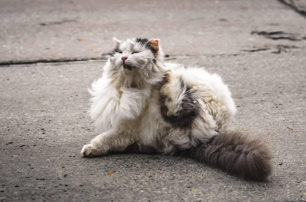 Fluffy cat itches on the asphalt, photo in old colors — 스톡 사진