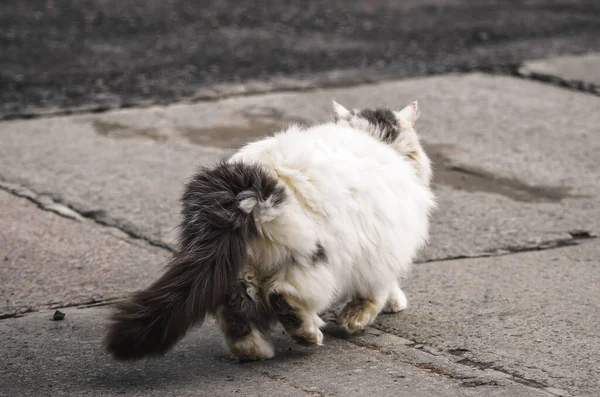 A very fluffy cat goes on the pavement, a large ball of wool — 스톡 사진