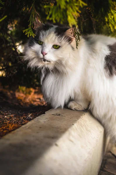 Büyük pofuduk kedi ardıç çiçeğini kokluyor, güzel bir portre. — Stok fotoğraf