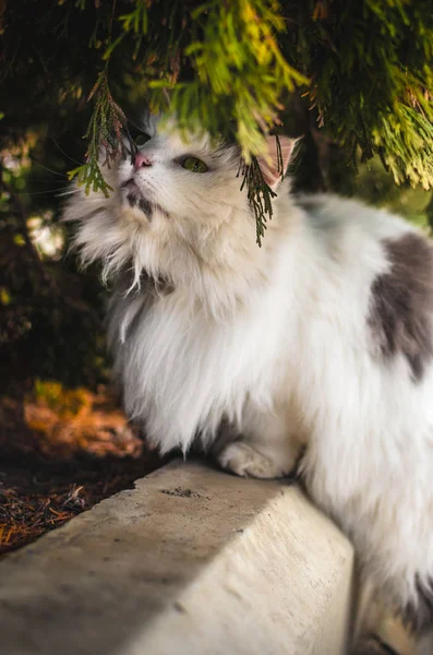 Büyük pofuduk kedi ardıç çiçeğini kokluyor, güzel bir portre. — Stok fotoğraf