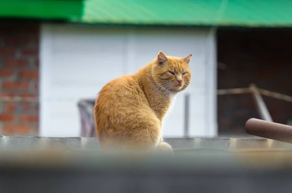 Red aldeia gato sentado no telhado da casa — Fotografia de Stock