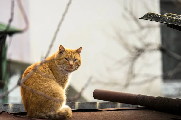 Gatto del villaggio rosso seduto sul tetto della casa — Foto Stock