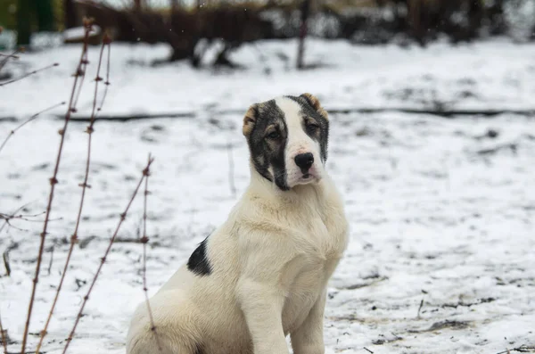 Bonito cachorro alabai cão em um fundo branco nevado — Fotografia de Stock