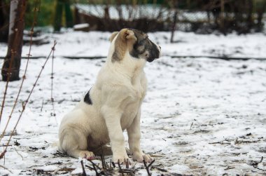 Alabai yavru köpeği karda oturmuş emir bekliyor.