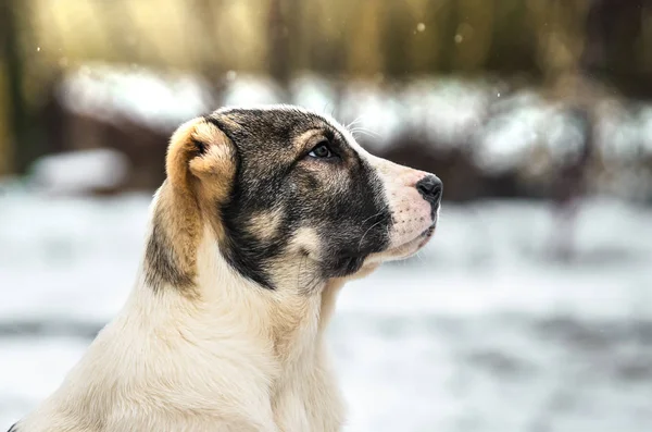 美しく明るい肖像画alabai,雪の日の犬の子犬 — ストック写真